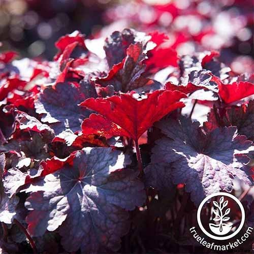 The Best Hellebore Planting Companions