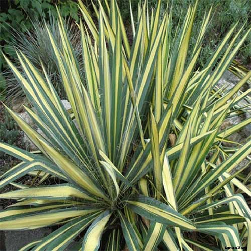 The Best Hellebore Planting Companions