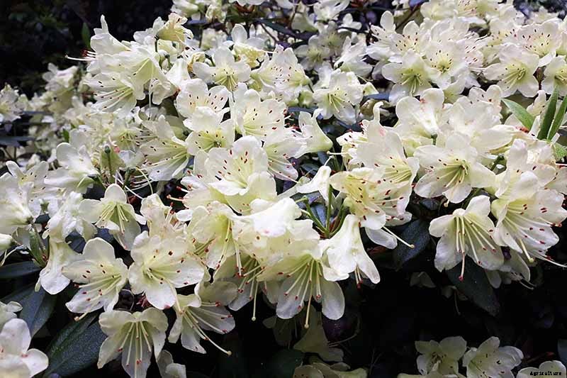 The Best Hellebore Planting Companions