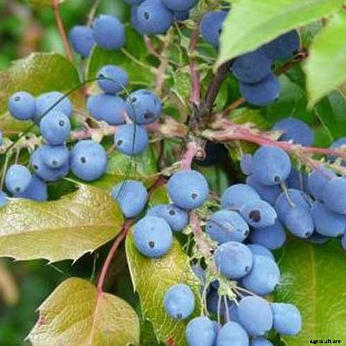 The Best Hellebore Planting Companions