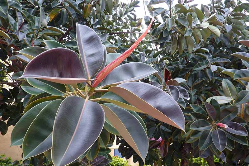 Why Is There a Red Sheath on My Ficus Elastica? Do Rubber Trees Flower?