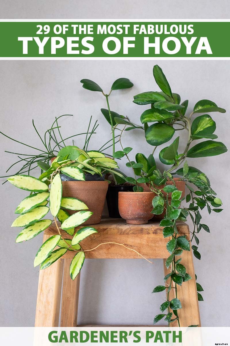 29 of the Most Fabulous Types of Hoya Plant