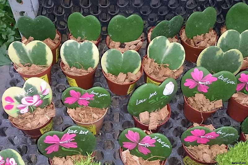 29 of the Most Fabulous Types of Hoya Plant