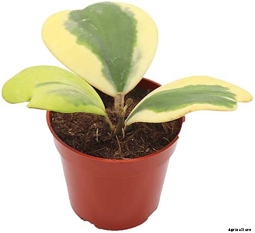 29 of the Most Fabulous Types of Hoya Plant