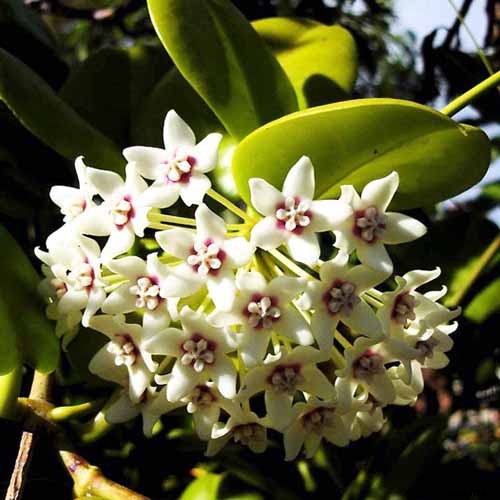 29 of the Most Fabulous Types of Hoya Plant