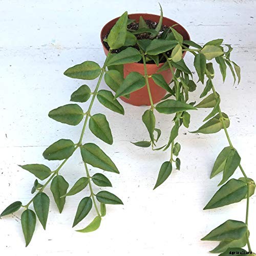 29 of the Most Fabulous Types of Hoya Plant