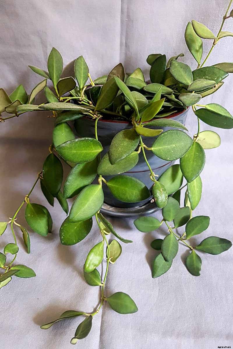 29 of the Most Fabulous Types of Hoya Plant