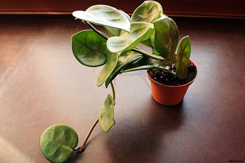 29 of the Most Fabulous Types of Hoya Plant