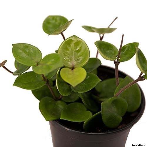 29 of the Most Fabulous Types of Hoya Plant