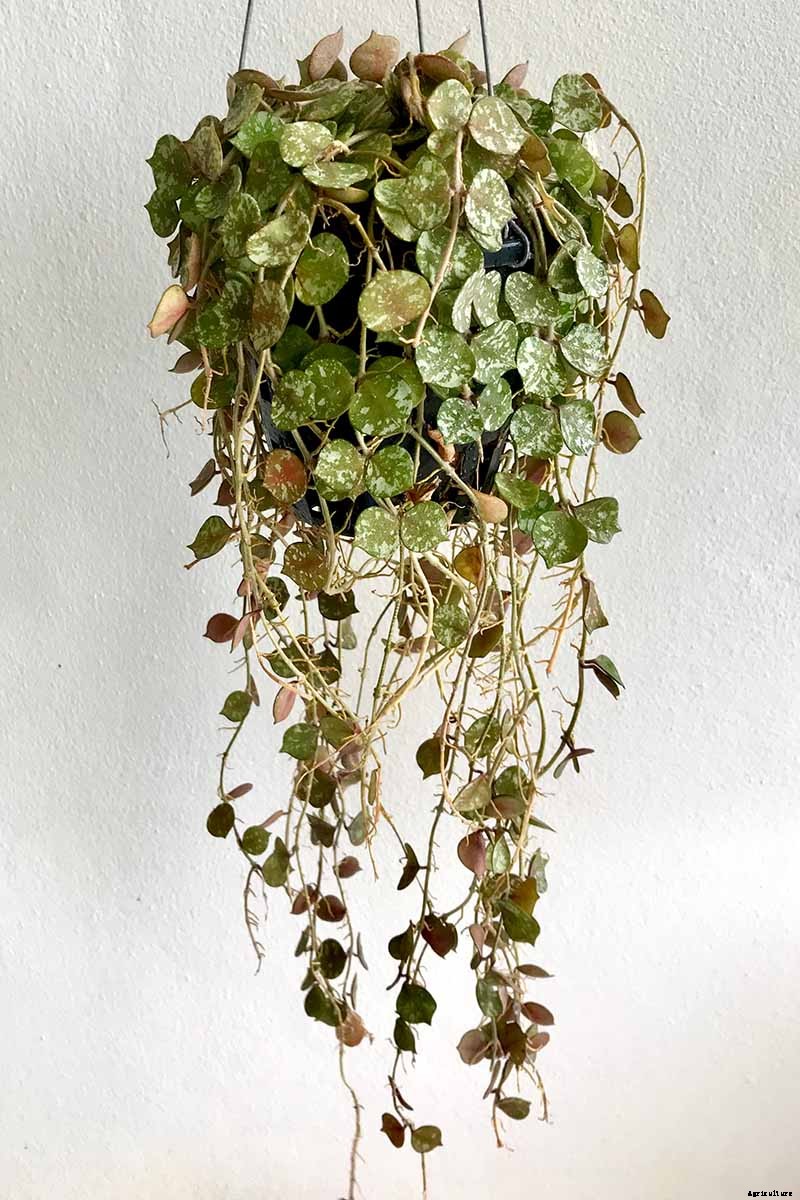 29 of the Most Fabulous Types of Hoya Plant