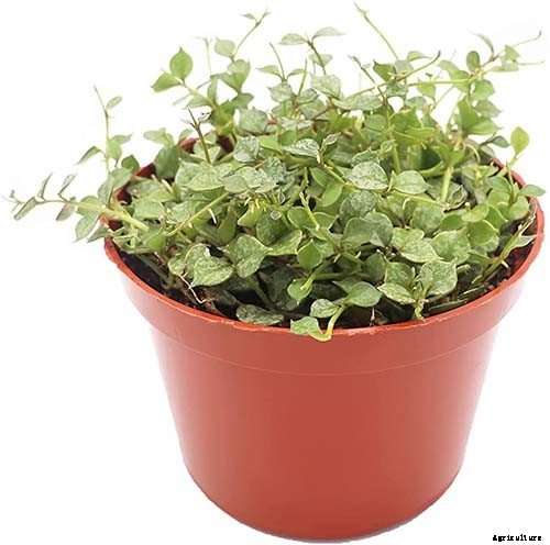 29 of the Most Fabulous Types of Hoya Plant