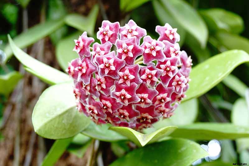 29 of the Most Fabulous Types of Hoya Plant
