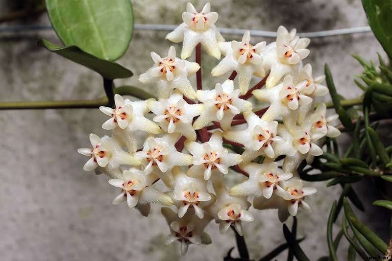 29 of the Most Fabulous Types of Hoya Plant