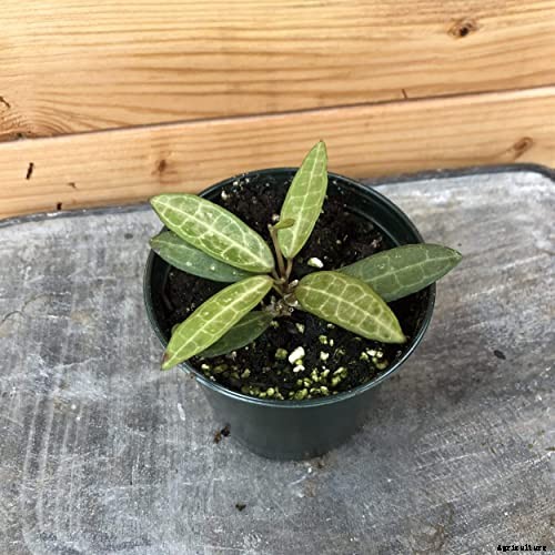 29 of the Most Fabulous Types of Hoya Plant