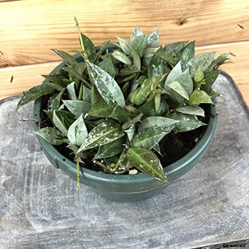 29 of the Most Fabulous Types of Hoya Plant