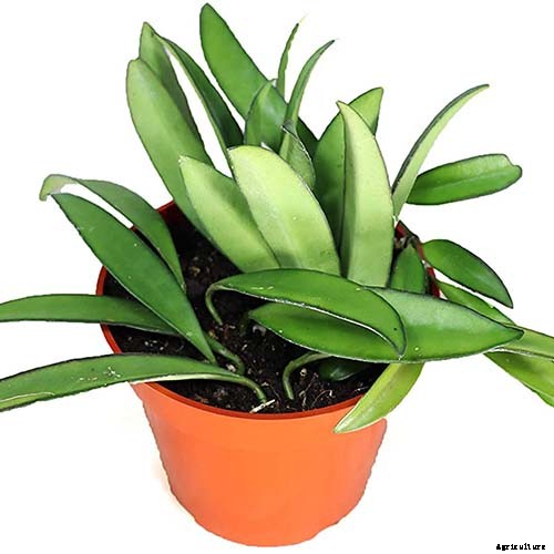 29 of the Most Fabulous Types of Hoya Plant