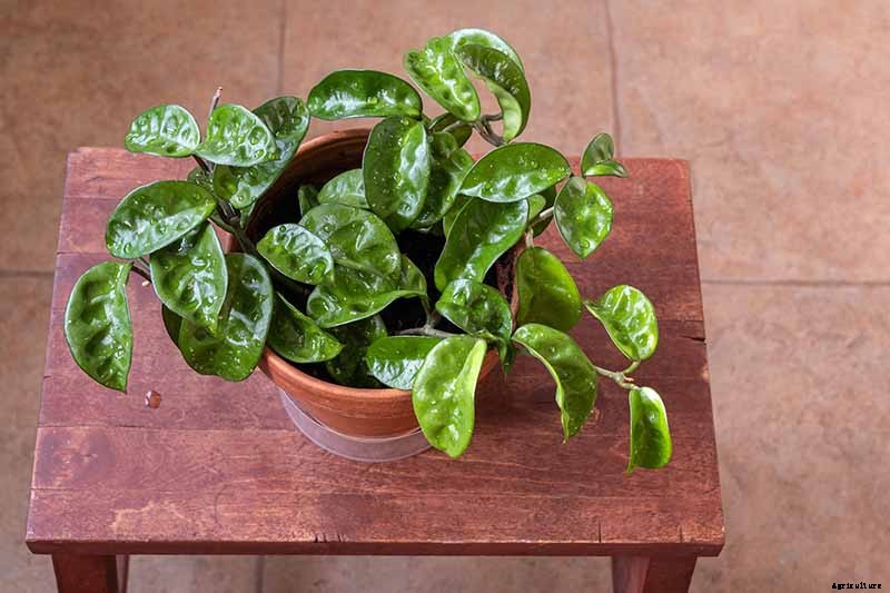 29 of the Most Fabulous Types of Hoya Plant