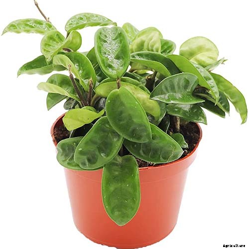 29 of the Most Fabulous Types of Hoya Plant