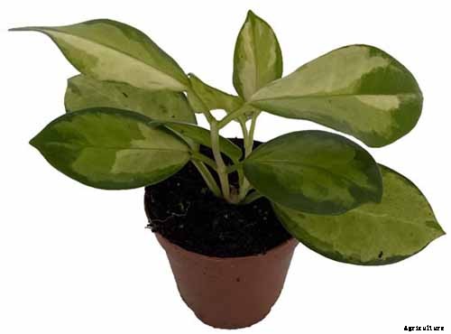 29 of the Most Fabulous Types of Hoya Plant