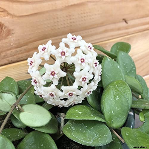 29 of the Most Fabulous Types of Hoya Plant
