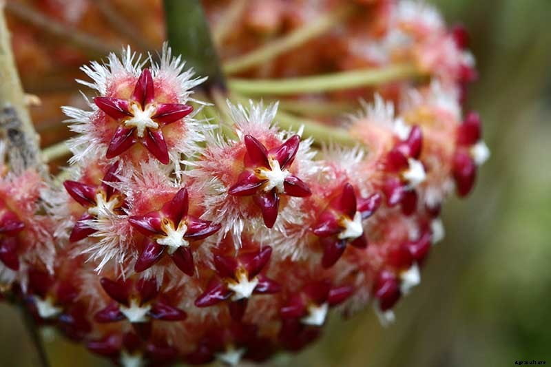 29 of the Most Fabulous Types of Hoya Plant