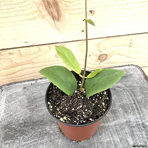 29 of the Most Fabulous Types of Hoya Plant