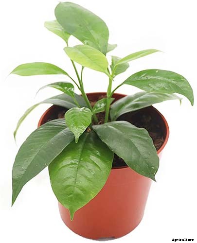 29 of the Most Fabulous Types of Hoya Plant