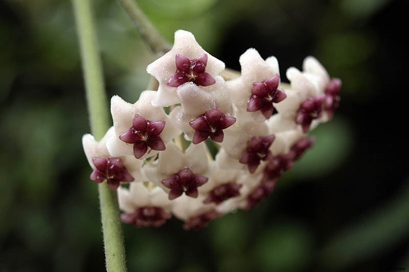 29 of the Most Fabulous Types of Hoya Plant