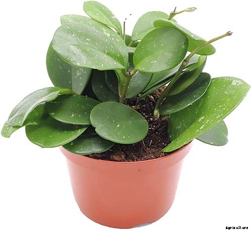 29 of the Most Fabulous Types of Hoya Plant