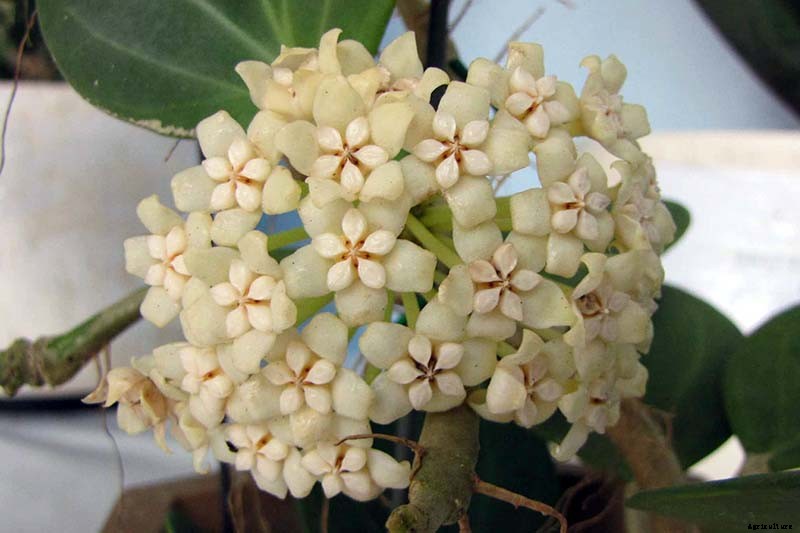 29 of the Most Fabulous Types of Hoya Plant