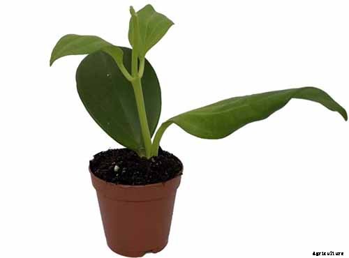 29 of the Most Fabulous Types of Hoya Plant