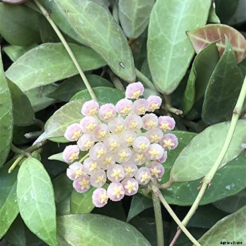 29 of the Most Fabulous Types of Hoya Plant