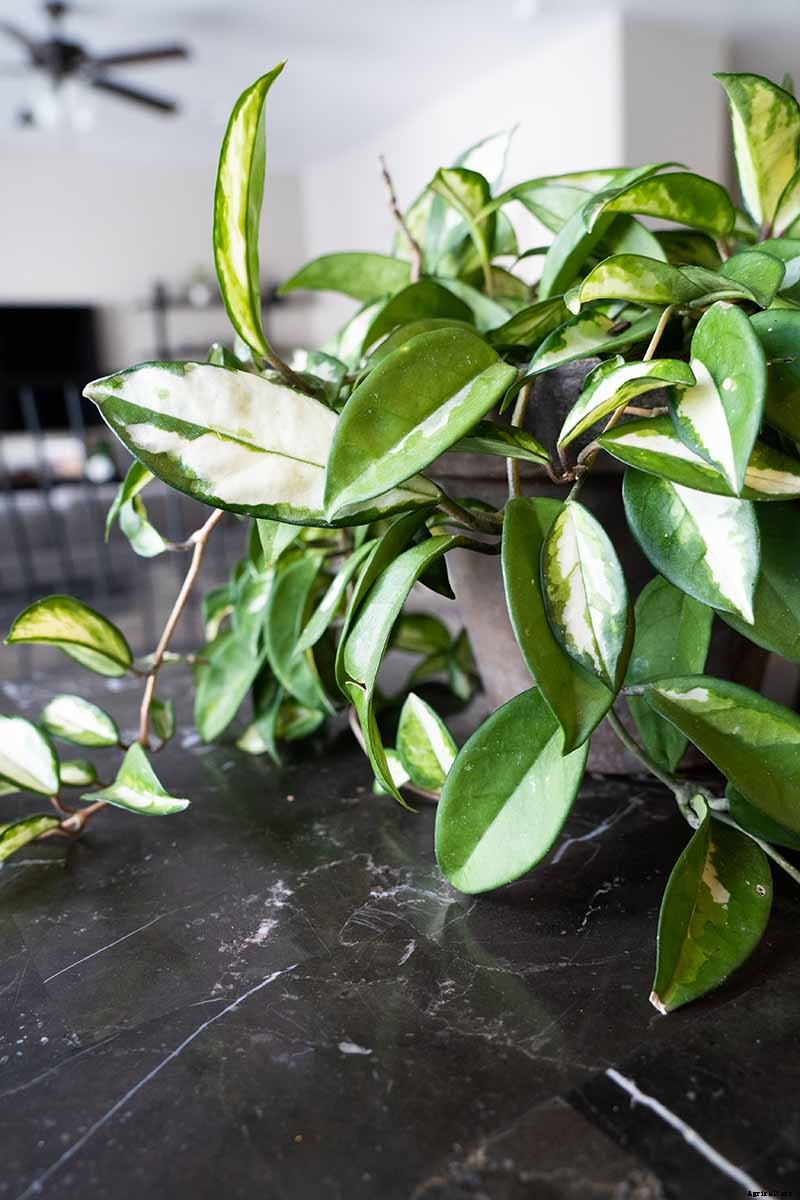 29 of the Most Fabulous Types of Hoya Plant