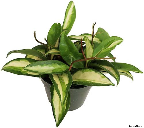 29 of the Most Fabulous Types of Hoya Plant