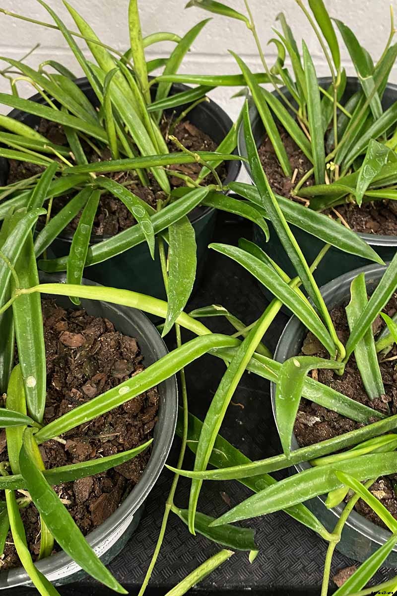 29 of the Most Fabulous Types of Hoya Plant