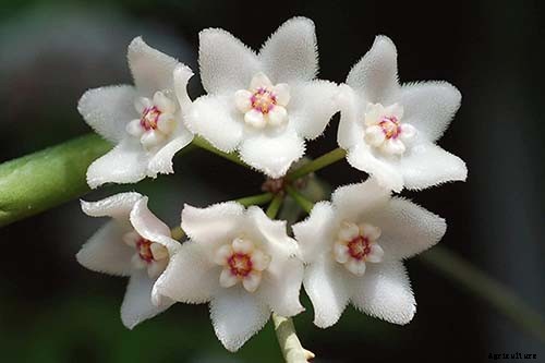 29 of the Most Fabulous Types of Hoya Plant