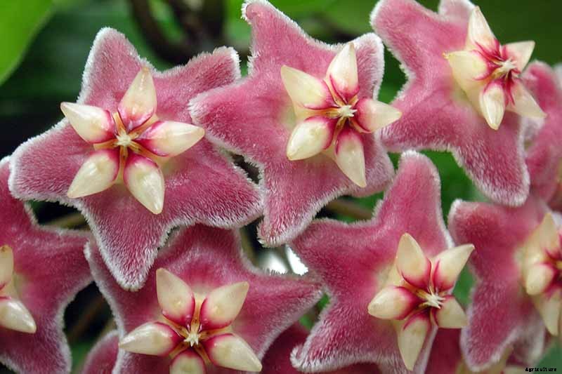 29 of the Most Fabulous Types of Hoya Plant