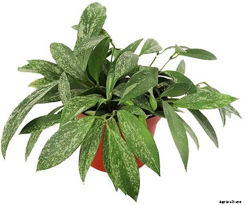 29 of the Most Fabulous Types of Hoya Plant