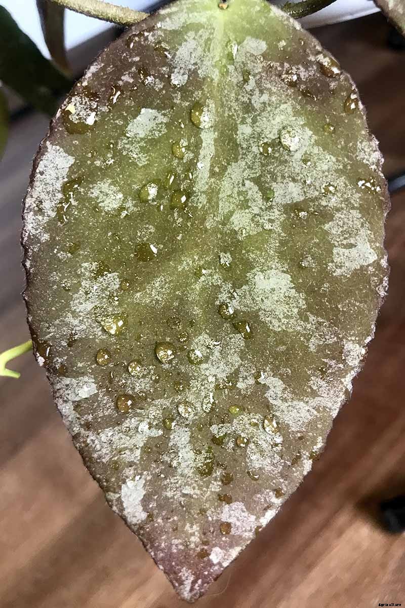 29 of the Most Fabulous Types of Hoya Plant