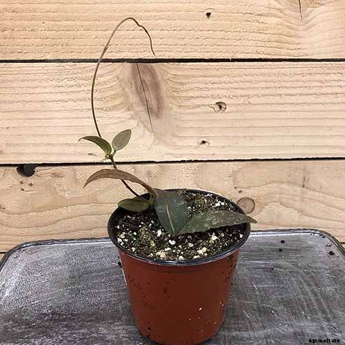 29 of the Most Fabulous Types of Hoya Plant