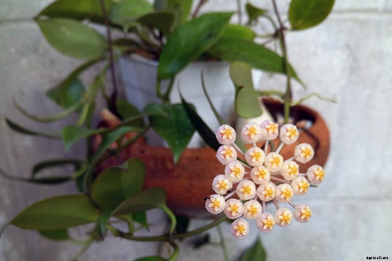 29 of the Most Fabulous Types of Hoya Plant