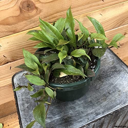 29 of the Most Fabulous Types of Hoya Plant