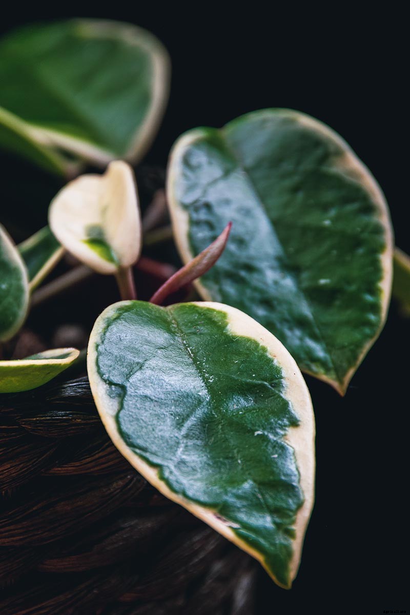 29 of the Most Fabulous Types of Hoya Plant