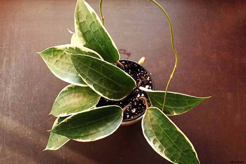 29 of the Most Fabulous Types of Hoya Plant