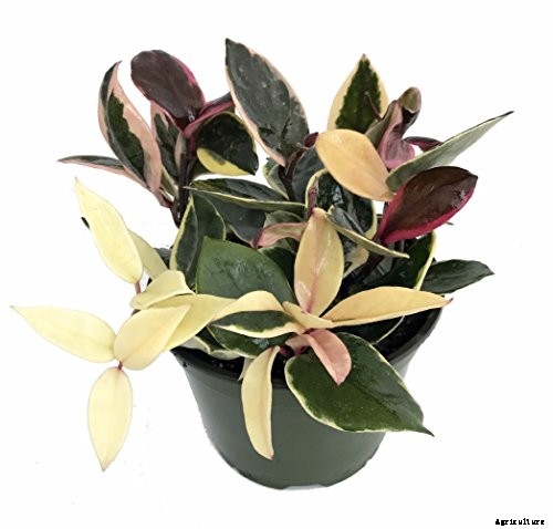 29 of the Most Fabulous Types of Hoya Plant