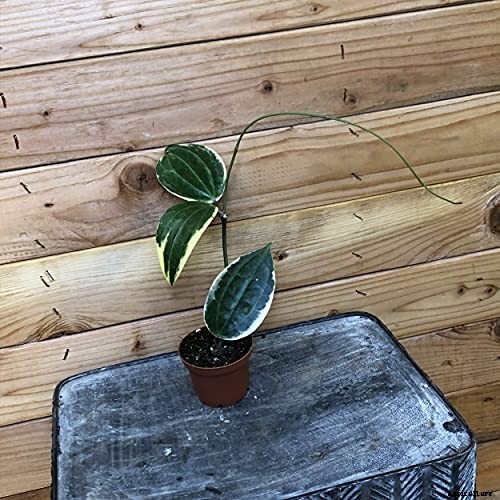 29 of the Most Fabulous Types of Hoya Plant