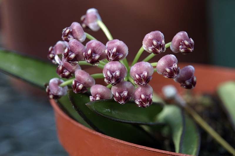 29 of the Most Fabulous Types of Hoya Plant