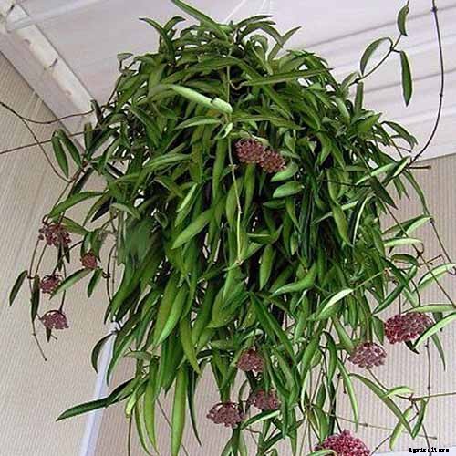 29 of the Most Fabulous Types of Hoya Plant