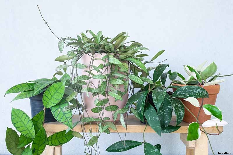 29 of the Most Fabulous Types of Hoya Plant