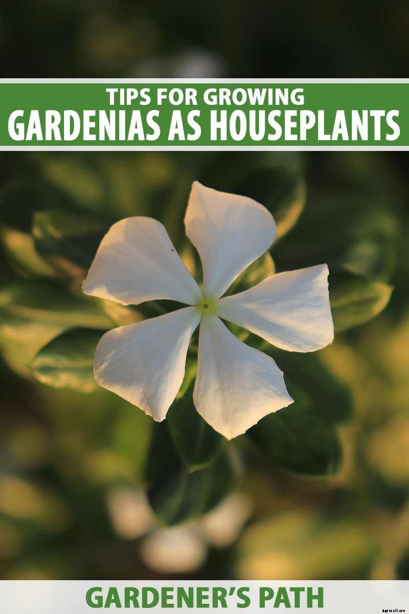 Bring Their Intoxicating Scent Inside: Tips for Growing Gardenias as Houseplants